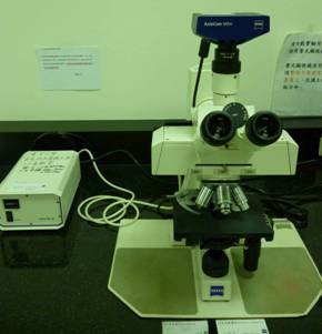 正立式螢光顯微鏡
